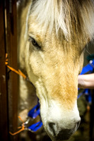 horse-color-5