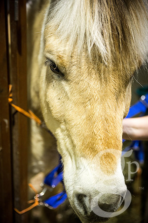 horse-color-5