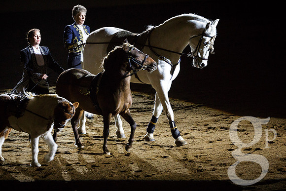 horse-color-19