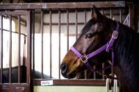 horse-color-10