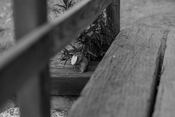 Sophie-B&W-29