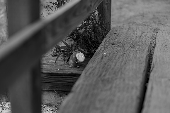 Sophie-B&W-30