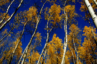 Pat_Micha_Wdg_Detail-18