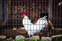 Hawk_Teann_Edited-7