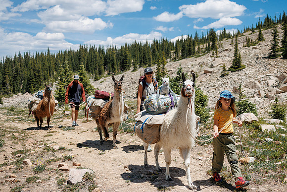 Llam-Backpacking-8