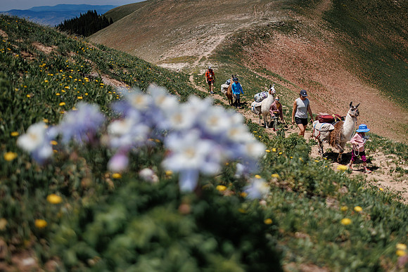 Llam-Backpacking-43