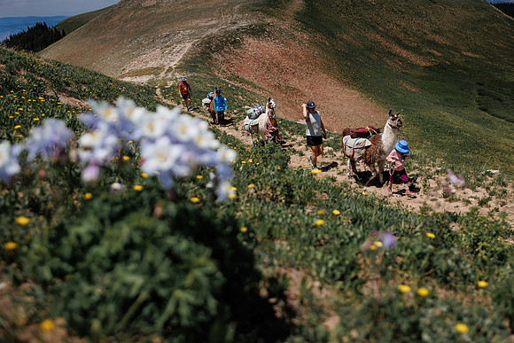 Llam-Backpacking-45