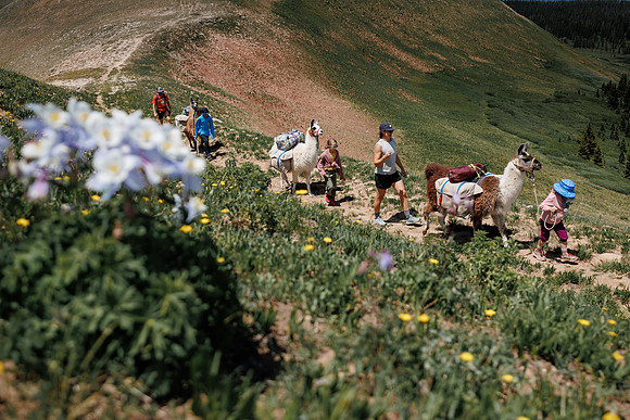 Llam-Backpacking-46