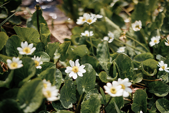 Llam-Backpacking-121