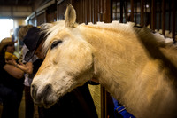 horse-color-6