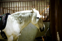 horse-color-12