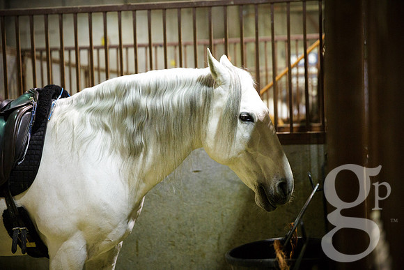 horse-color-12