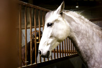 horse-color-13