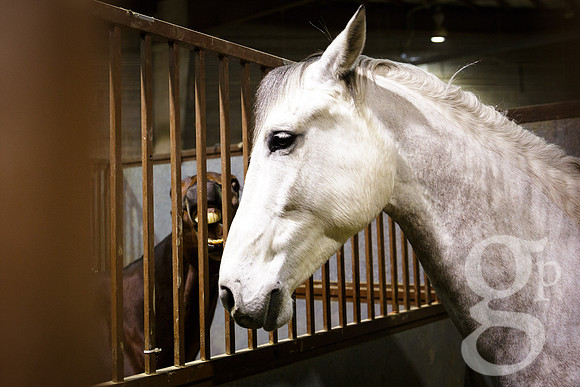 horse-color-13