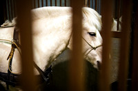 horse-color-8