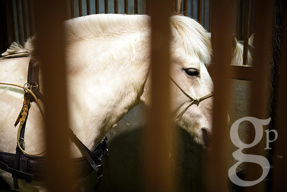 horse-color-8