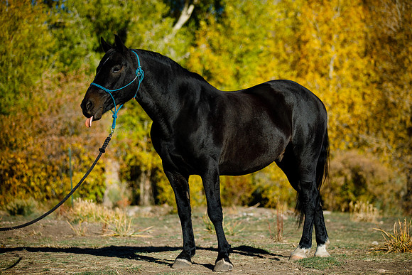 Gus-7
