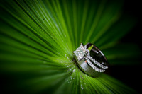 Cancun_Destination_Wedding-100-11