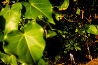 Jeremy_Ashley_Wdg_Portrait_Favs-4