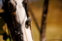 Eric_Devin_Wdg-Detail-1
