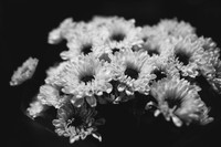 Schwartz-BW-6
