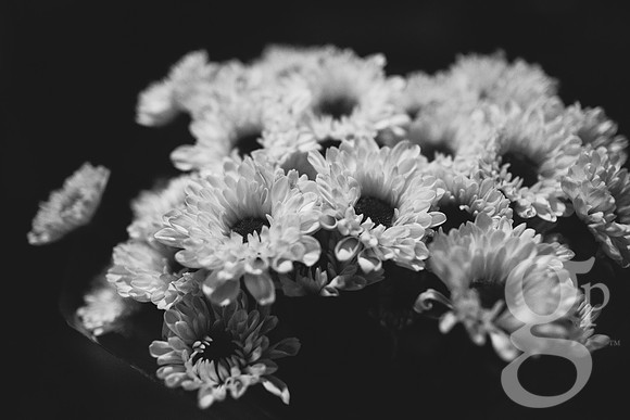 Schwartz-BW-6