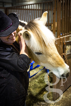 horse-color-7