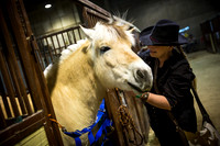 horse-color-2