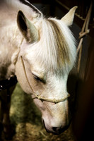 horse-color-9