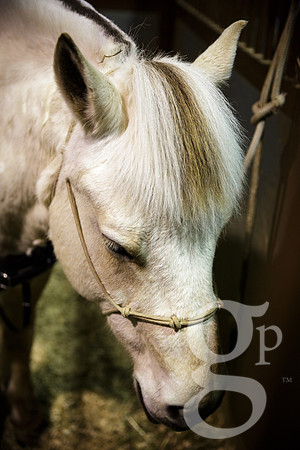 horse-color-9